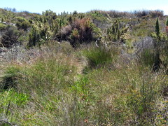 Pentameris macrocalycina