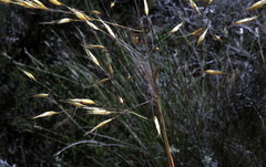 Pentameris macrocalycina