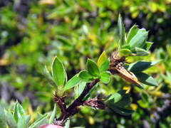 Cliffortia tridentata