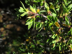 Cliffortia tridentata