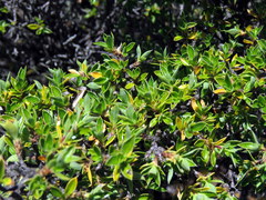 Cliffortia tridentata