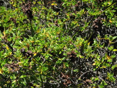 Cliffortia tridentata