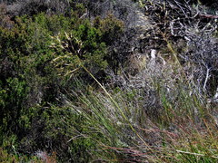 Pentameris macrocalycina