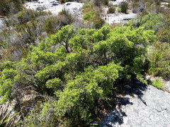 Cliffortia tridentata