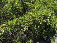 Cliffortia tridentata