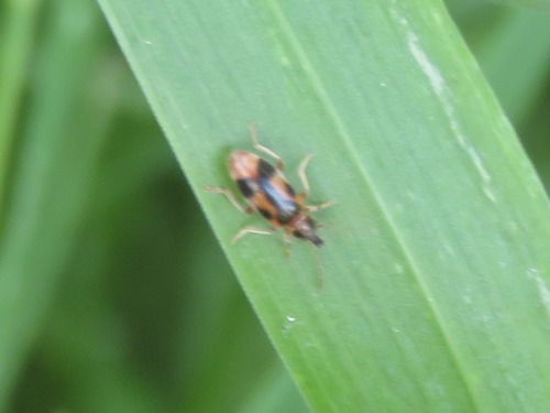 monoceros beetle, Segbroek, Den Haag, Nederland, photo 5 of 10