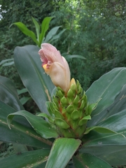 Costus guanaiensis image