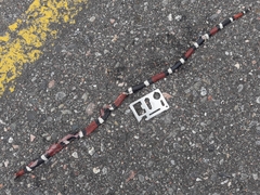 Micrurus pyrrhocryptus