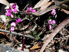Indigofera sarmentosa