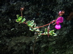 Indigofera sarmentosa