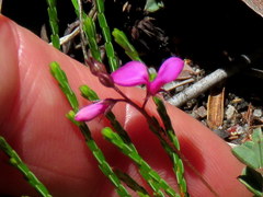 Indigofera sarmentosa