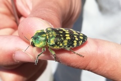 Chrysochroinae