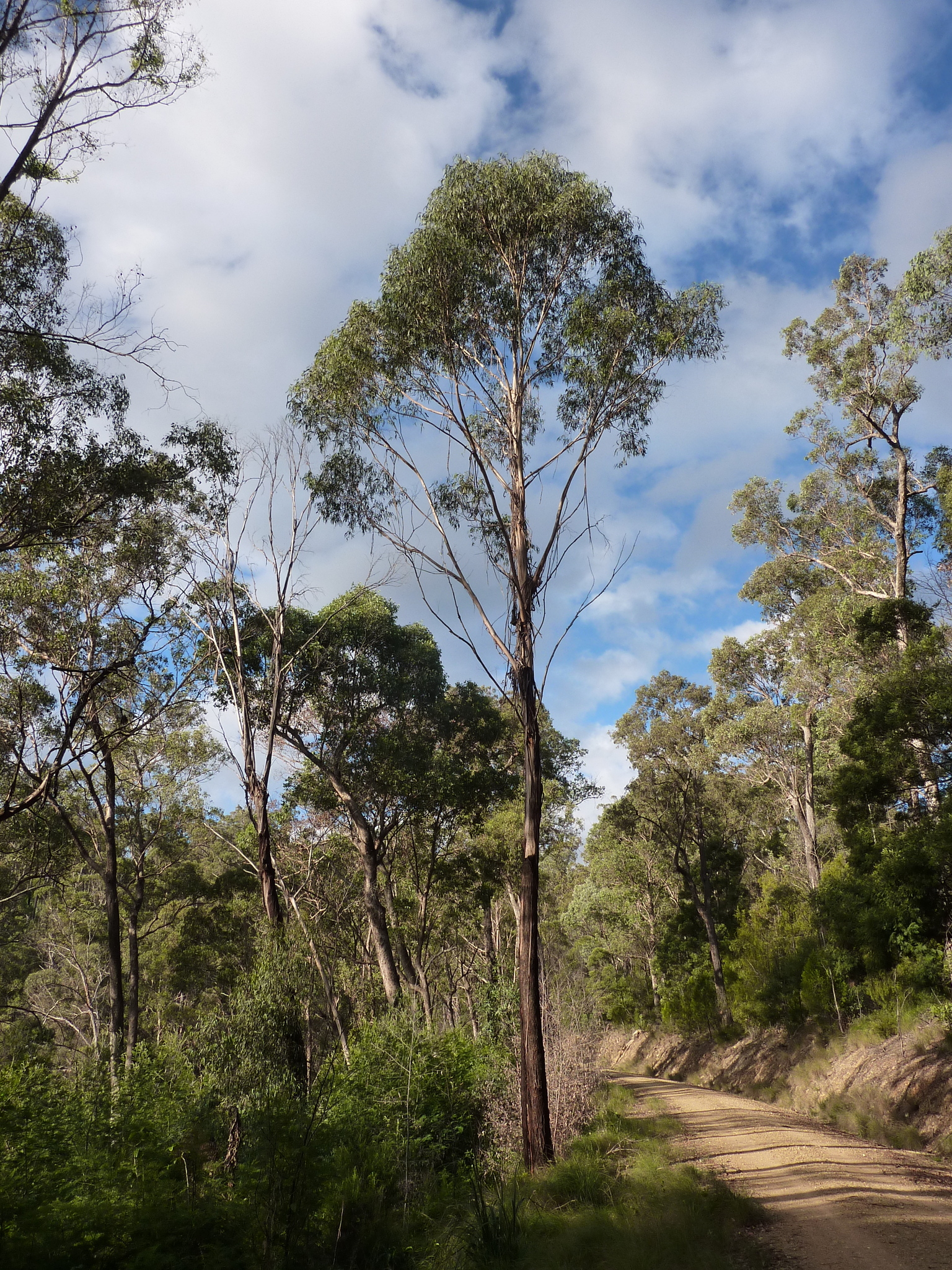Eucalyptus smithii