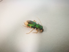 Grammognatha euphratica