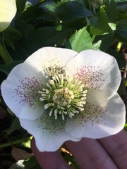 Helleborus orientalis