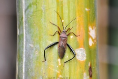 Notobitus sexguttatus