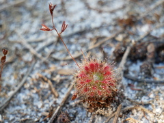 Drosera patens