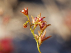 Drosera patens