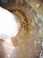 Cephalota circumdata