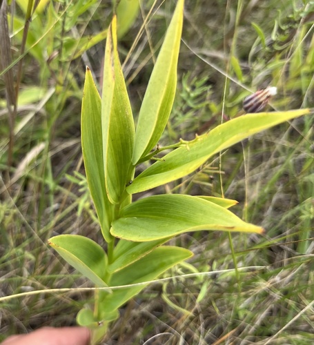star-flowered lily-of-the-valley
