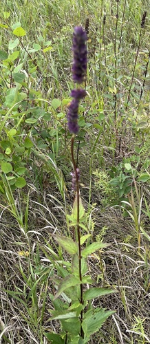 anise hyssop