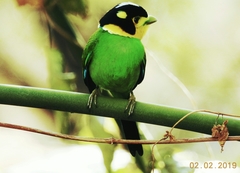 Psarisomus dalhousiae