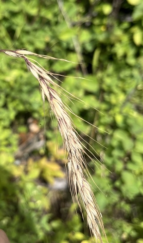 Canada wild rye