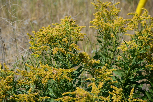 Image of Solidago lepida by no rights reserved