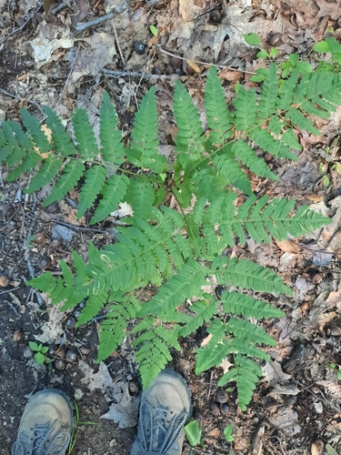 Wiccopee Trail