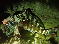 Goniistius rubrolabiatus