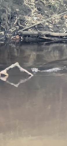 North American River Otter photographed in New Jersey