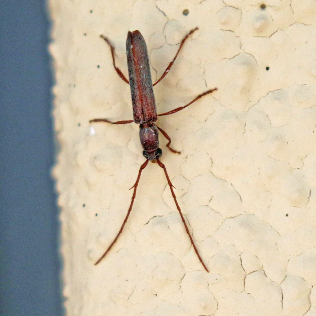 Aneflomorpha cazieri
