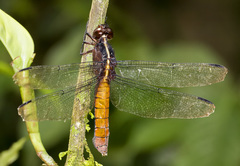 Libellula herculea