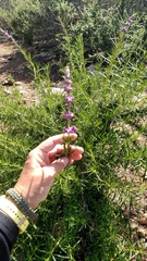 Trichostema lanatum