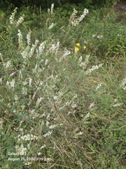 Melilotus albus image