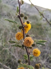 Vachellia farnesiana