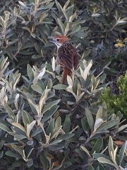 Sphenoeacus afer afer