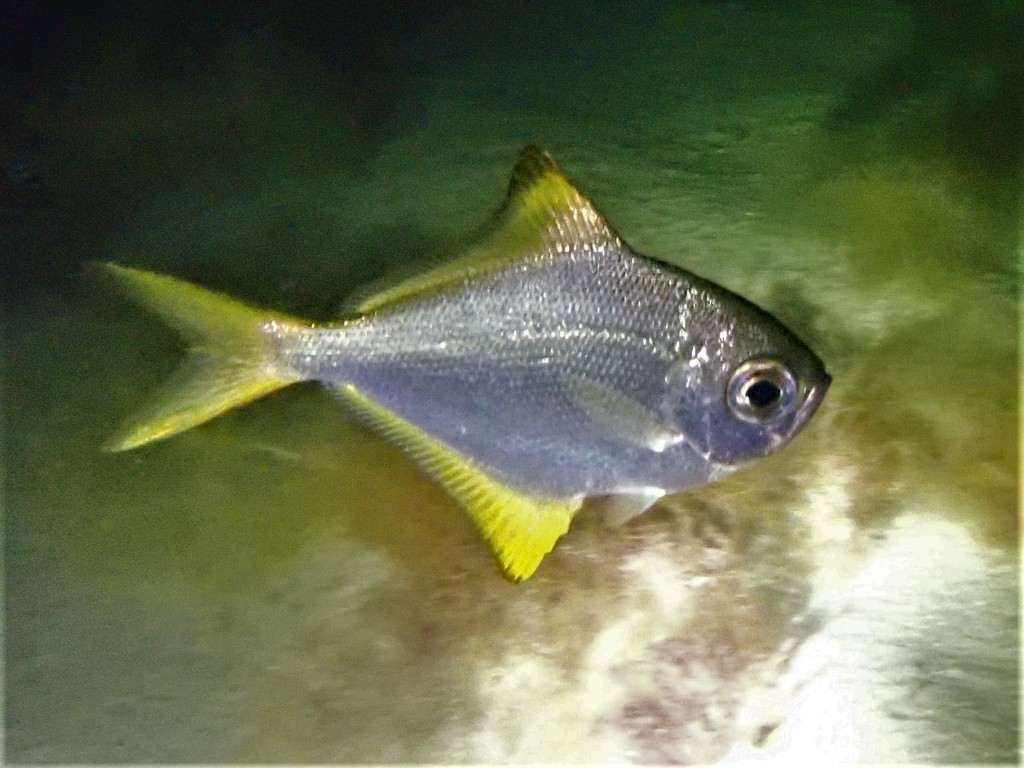 Woodward's Pemferet
