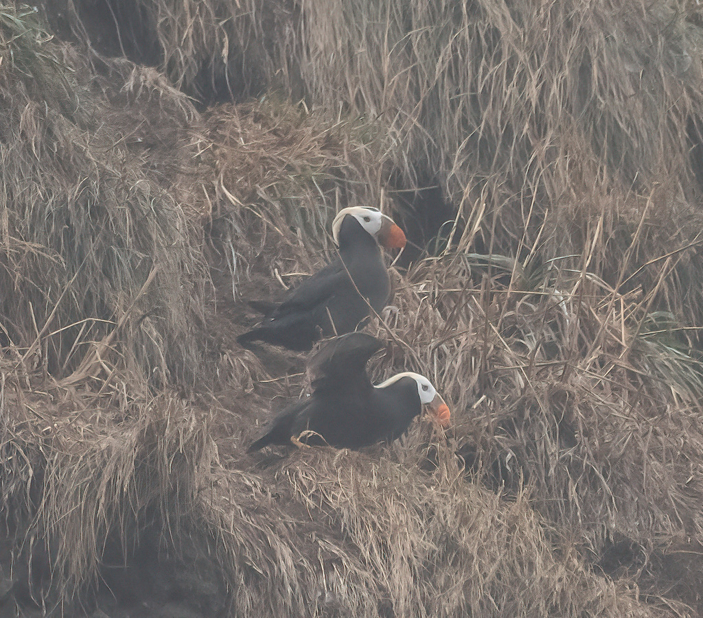 Tufted Puffin from Haystack Rock, Oregon 97411, USA on August 17, 2023 ...