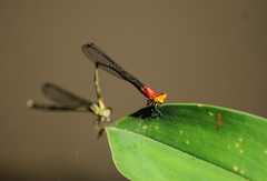 Pseudagrion pilidorsum declaratum