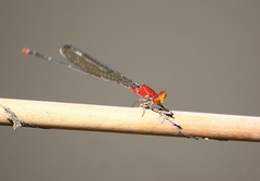 Pseudagrion pilidorsum declaratum