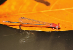 Pseudagrion pilidorsum declaratum