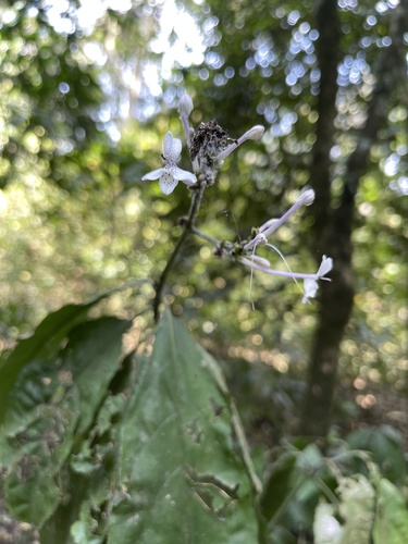 Pseuderanthemum ludovicianum image