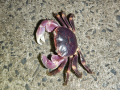 Geograpsus grayi