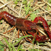 סרטן ביצות אדום - Photo (c) Yu Ching Tam,  זכויות יוצרים חלקיות (CC BY-NC-ND), הועלה על ידי Yu Ching Tam
