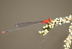 Pseudagrion pilidorsum declaratum