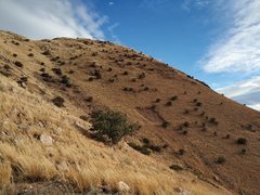 Quercus chihuahuensis