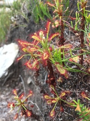 Drosera glabripes