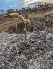 (c) Jean Martins, some rights reserved (CC BY) Lepidaploa aurea, photograph (c) Jean Martins, some rights reserved (CC BY)