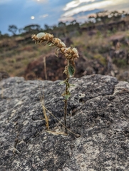 Lepidaploa aurea, photograph (c) Jean Martins, some rights reserved (CC BY)